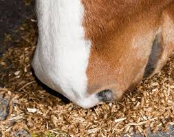 Walgreens pharmacy at 5900 knight arnold rd in memphis, tn. Cargill Recalls Southern States Horse Feed Due To Aflatoxins Recall Expanded Update Horse Authority