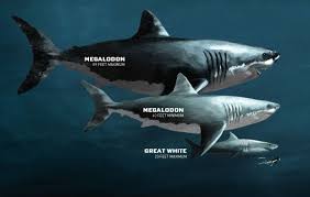 Is Shark A Mammal Or Reptile Megalodon Megalodon Shark Shark