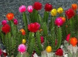 The saguaro cactus is a very unusual looking tree of the desert. Beware Of Succulent Scams The Succulent Eclectic