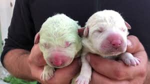 Reach us at wfi @ vsnl.com and admin@wildfilmsindia.com. Rare Green Fur Puppy Named Pistachio Born In Sardinia Italy Abc7 Chicago
