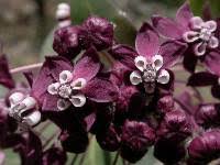 Image result for Apocynaceae subfamily Periplocoideae