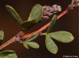 Image result for Indigofera adenoides