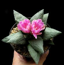 Image result for Stathmostelma gigantiflorum