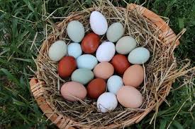 Uovo centenario o uovo dei cent'anni Le Galline Fanno Le Uova Turchesi E Color Cioccolato Trento Trentino