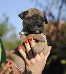 6 Week Black And White Pitbull Puppy Male With White Collar 6 Weeks Old Puppy T Litter Gamekeepers Of Wuthering Hights Bull Mastiff Puppies Animals