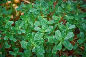 Image result for Portulacaceae