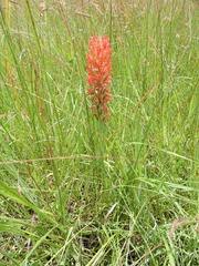Image result for Disa ochrostachya