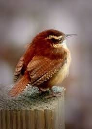 Little Winter Wren How Sweet You Are Photography By Long Pond Studio Ko Fall And Winter Are Coming Please Buy Inexpe Bunte Vogel Vogel Als Haustiere Tiere