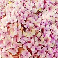 Phillip "P.R." Roger Geer Jr. Obituary (1964