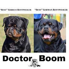 Maybe you would like to learn more about one of these? German American And Serbian Rottweilers The Differences Uncovered Mississippi Rottweilers