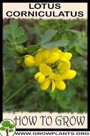 Image result for Lotus corniculatus