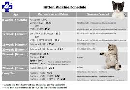 What vaccines do cats need? Vaccination Schedule For Cats Cat And Dog Lovers