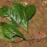 Image result for Maesobotrya