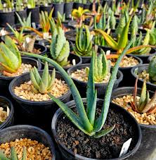 Image result for Aloe ribauensis