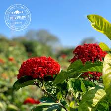 Image result for Ixora narcissodora