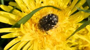 Image result for Tropinota hirta