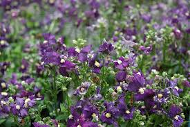 Image result for Nemesia