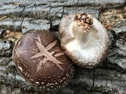 Image result for Lentinus edodes