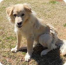 Walking is always fun becasue they are so curiious and intelligent. Lagrange Ga Golden Retriever Meet Golda A Pet For Adoption