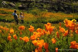 Fromyouflowers.com has been visited by 10k+ users in the past month Michael Coons On Twitter Simi Valley Has Its Own Little Bloom Of California Poppies At Corriganville Park The Hillside On The East Edge Of The Park Has A Bloom With An Established