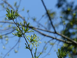 Image result for Turraea floribunda