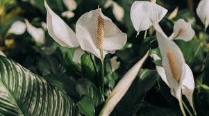 My peace lily is an absolute unit! Peace Lily Guide How To Take Care Of A Peace Lily Plant
