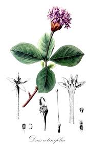 Image result for Thomandersiaceae