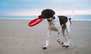 Price range $$ opens tomorrow. The 10 Best Dog Destinations For Vacations With Your Pet Bechewy