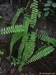 Image result for Adiantum incisum