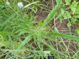 Image result for Monsonia angustifolia