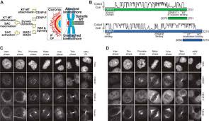 Jpy to rmb converter to compare japanese yen and chinese yuan on todays exchange rate. The Kinetochore Proteins Cenp E And Cenp F Directly And Specifically Interact With Distinct Bub Mitotic Checkpoint Ser Thr Kinases Journal Of Biological Chemistry