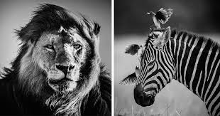 High contrast black n' white. Dramatic Black And White Photos Of African Wildlife By Laurent Baheux Bored Panda