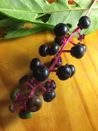 However, the margins of safety are smaller than with most popular herbs. How To Identify Harvest And Prepare Pokeweed And Poke Sallet Delishably