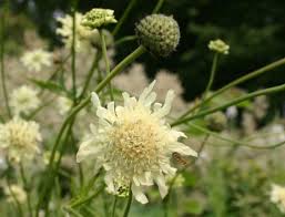 Image result for Dipsacaceae