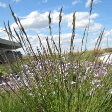Image result for Festuca