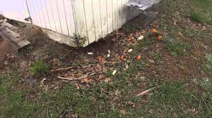 The rodent can climb trees to eat buds and leaves and will eat eggs and young birds if they can get to. How To Remove A Groundhog Youtube