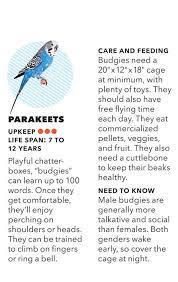 Everything You Need To Know About Getting A Pet Parakeet Pets Pet Bird Cage Parakeet Pet Birds