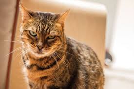 Why Do Cats Lick You 7 Things To Know Cats Cat Travel Cat Pics