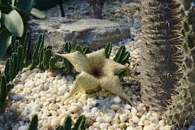 In april to june, people may spot the presence of saguaro flowers. Starfish Cactus