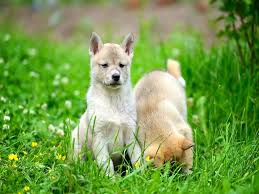 Image result for západosibiřská lajka