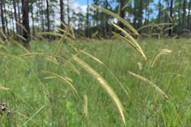 Image result for Ctenium