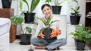 Walaupun begitu, suplir yang cukup cantik ini dikarenakan mempunyai daun yang kecil serta memberi suasana segar itu, tanaman ini juga sulit dipelihara karena membutuhkan lingkungan yang lembab dan udara yang bersih. 20 Macam Macam Tanaman Hias Daun Yang Populer Cantik Dan Segar Hot Liputan6 Com