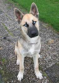 She was very great with them and only tried to bite them when she wanted some alone time. 31 Gerbanian Shepsky Ideas Puppies Cute Dogs Dog Breeds