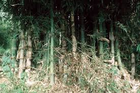 Image result for Bambusa balcooa