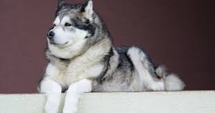 This wolfdog instagram star is a mix of an arctic wolf, siberian husky, and alaskan malamute. 7 Dinge Die Sie Uber Den Alaskan Malamute Wissen Mussen