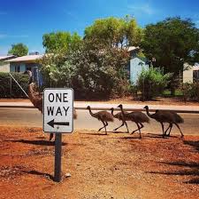 Exmouth Western Australia Travel Australia Animals Australia Travel