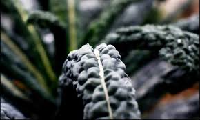 This takes about 55 days after transplanting the kale as small seedlings in the garden, or cut all the stems with hand clippers if you want to harvest the whole plant. How To Harvest Kale Cut And Come Again Epic Gardening