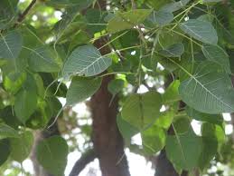 Check spelling or type a new query. Peepal Tree Bodhi Tree Ashwatha Vriksha Arali Mara