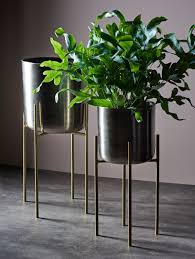 Pin On Flowering Houseplants
