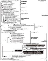 Image result for Lankesteria